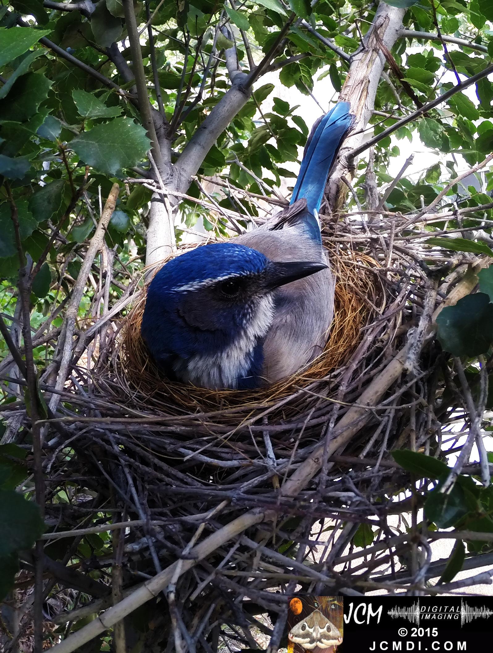 Scrub Jay Nest Documentary GoPro Hero3+ Black polecam 4-4-2015 Santa Clarita JCMDI.COM